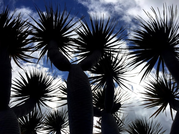 Photo low angle view of silhouette palm trees against cloudy sky