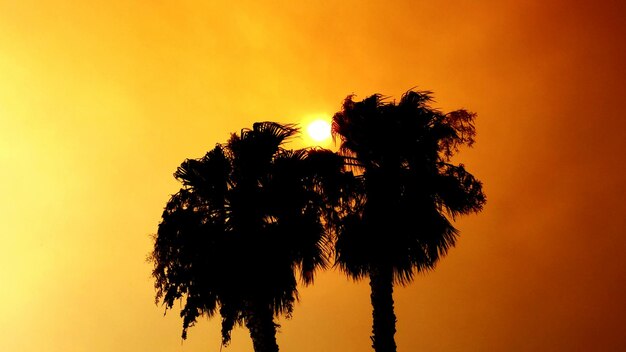 Foto vista a basso angolo di palme a silhouette contro il cielo arancione durante il tramonto
