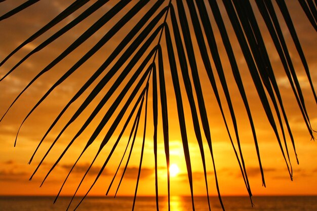 Low angle view of silhouette palm trees against orange sky