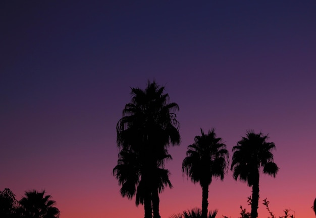 Low angle view of silhouette palm trees against sky at night