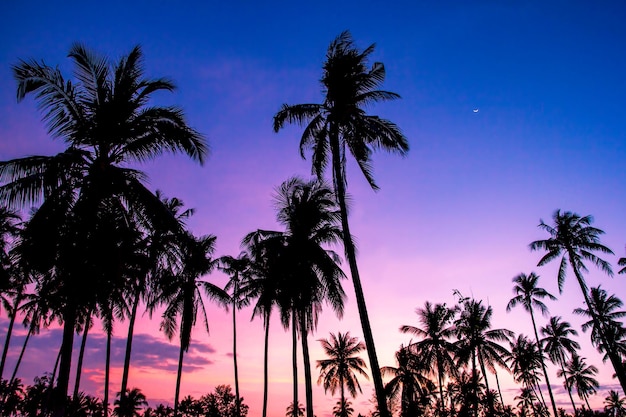 Low angle view of silhouette palm trees against sky during sunset