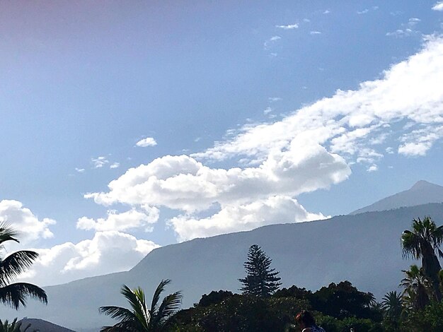 Low angle view of silhouette palm trees against sky