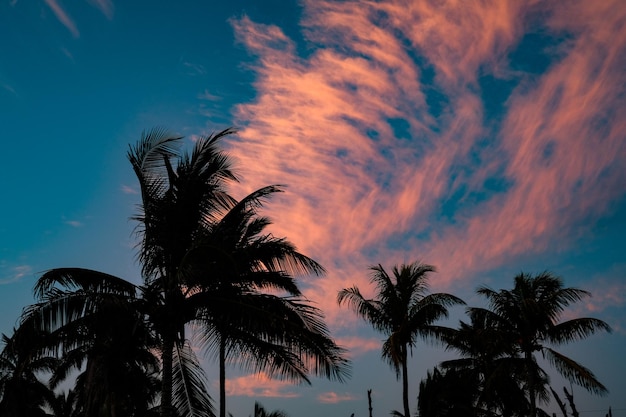 Low angle view of silhouette palm trees against sky