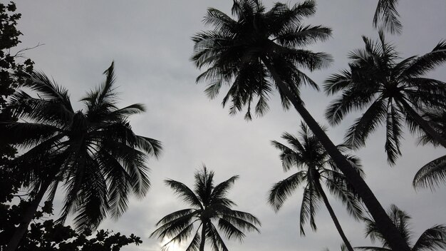 Low angle view of silhouette palm trees against sky