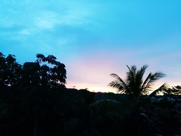 Low angle view of silhouette palm trees against sky