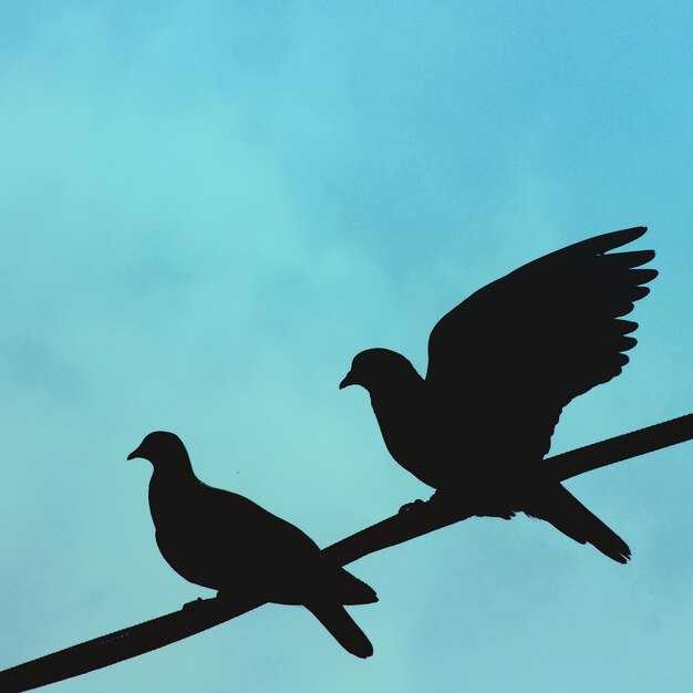 Foto vista a basso angolo di piccioni a silhouette su cavo contro il cielo blu