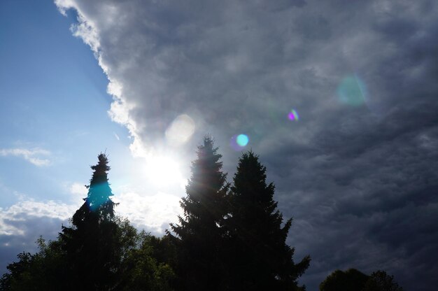 Low angle view of silhouette pine trees against cloudy sky on sunny day