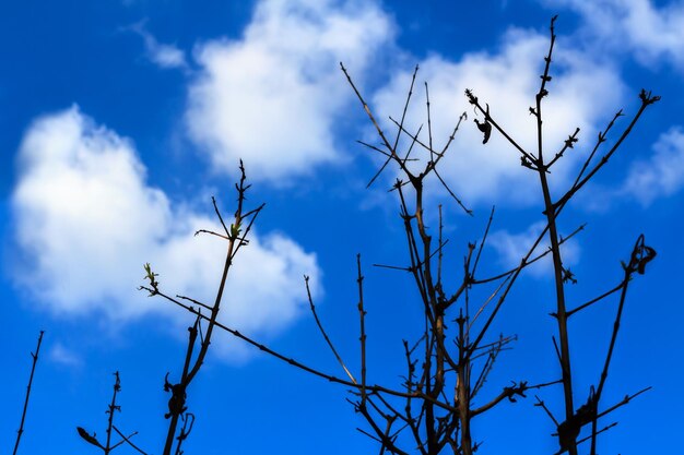 Low angle view of silhouette plant against blue sky