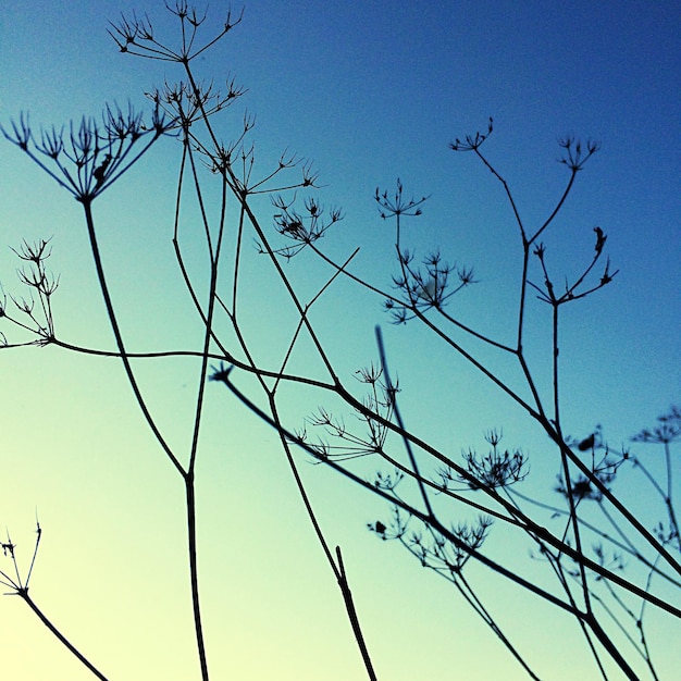 Photo low angle view of silhouette plant against clear sky