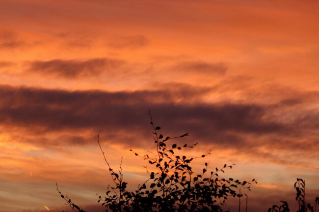 Photo low angle view of silhouette plants against orange sky