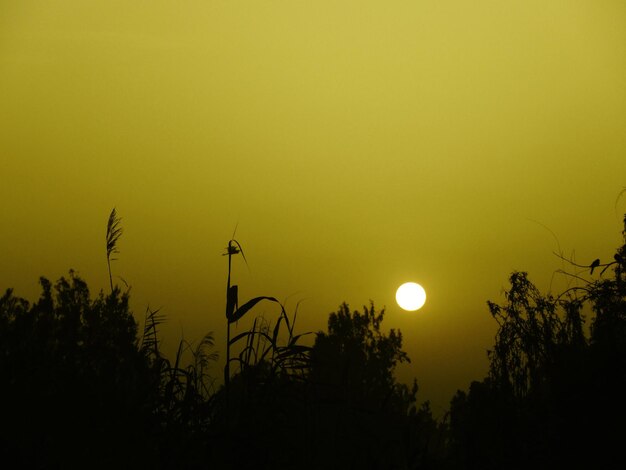 Foto vista a basso angolo di piante a silhouette contro il cielo durante l'alba