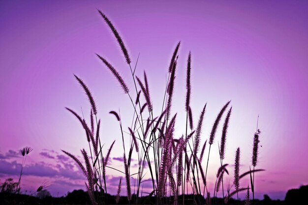 Low angle view of silhouette plants against sky during sunset