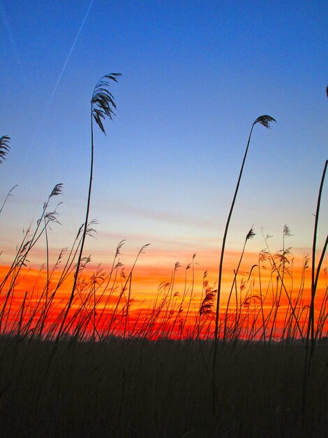 Foto vista a bassa angolazione delle piante a silhouette sul campo contro il cielo durante il tramonto