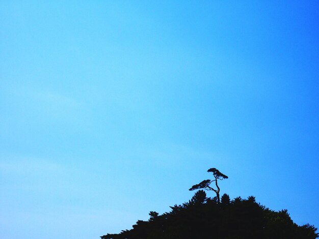 Low angle view of silhouette tree against clear blue sky