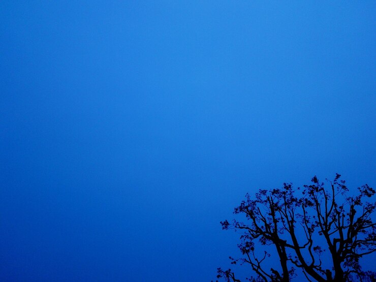 फोटो low angle view of silhouette tree against clear blue sky
