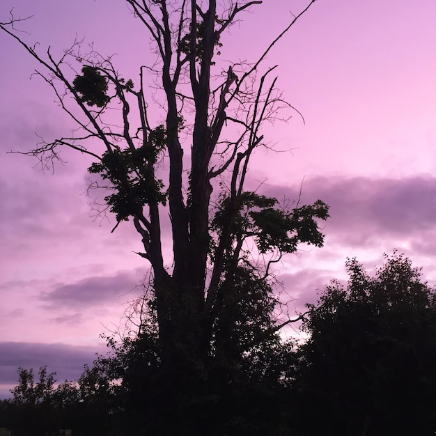 Foto vista a bassa angolazione dell'albero a silhouette contro un cielo nuvoloso