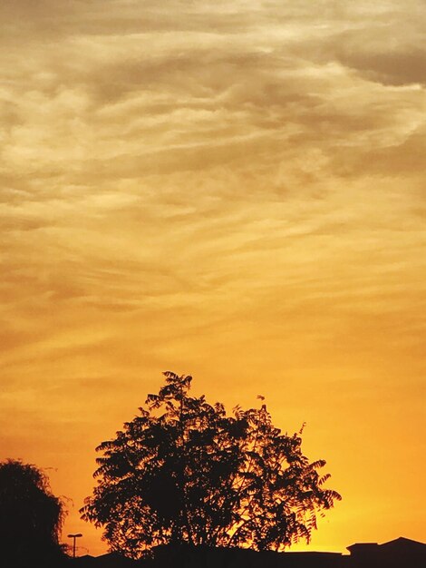 Low angle view of silhouette tree against orange sky