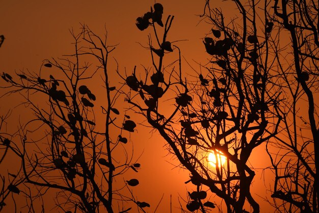 Low angle view of silhouette tree against orange sky