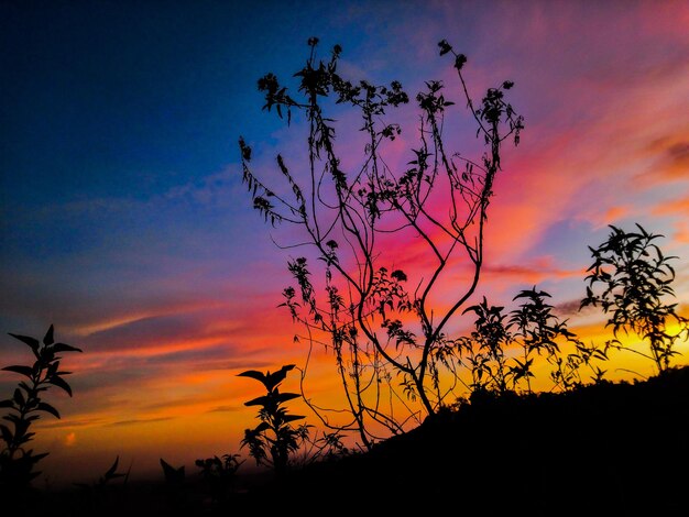 Low angle view of silhouette tree against orange sky