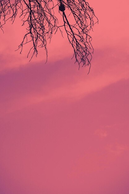 Photo low angle view of silhouette tree against sky during sunset