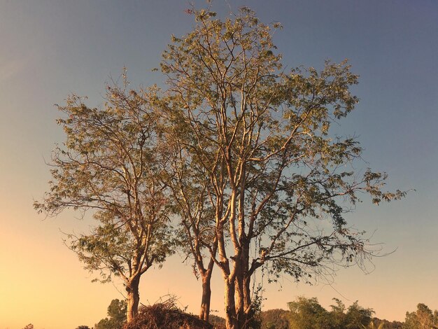 Low angle view of silhouette tree against sky during sunset