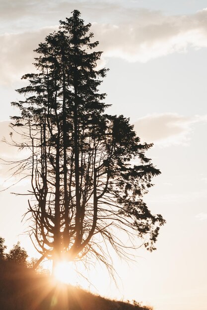 Photo low angle view of silhouette tree against sky during sunset