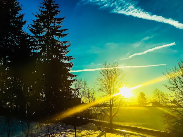 Foto vista a basso angolo dell'albero a silhouette contro il cielo durante il tramonto