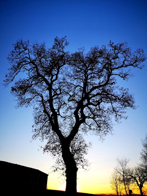 Low angle view of silhouette tree against sky during sunset