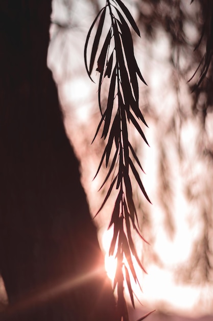 Photo low angle view of silhouette tree against sky during sunset