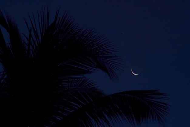 Foto vista a basso angolo dell'albero a silhouette contro il cielo di notte