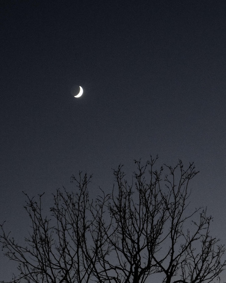 Photo low angle view of silhouette tree against sky at night