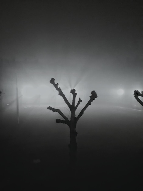 Foto vista a basso angolo dell'albero a silhouette contro il cielo di notte