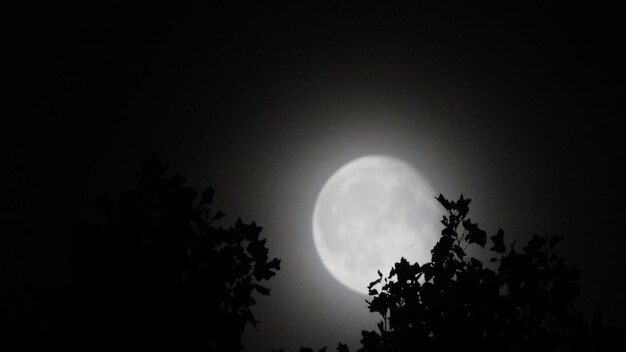 Photo low angle view of silhouette tree against sky at night