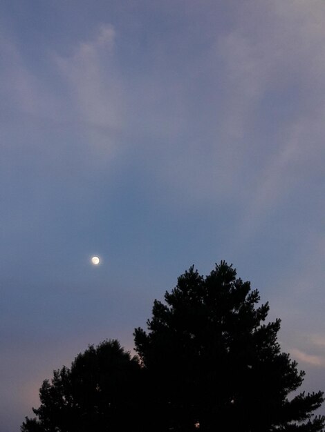 Low angle view of silhouette tree against sky at night