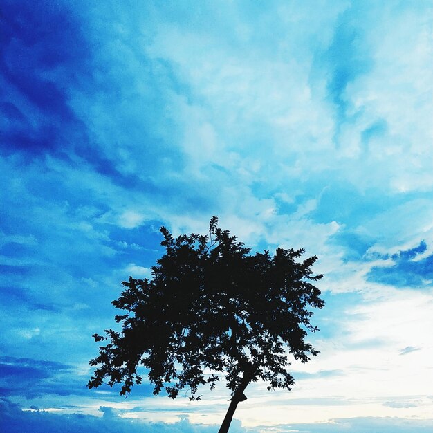 Low angle view of silhouette tree against sky