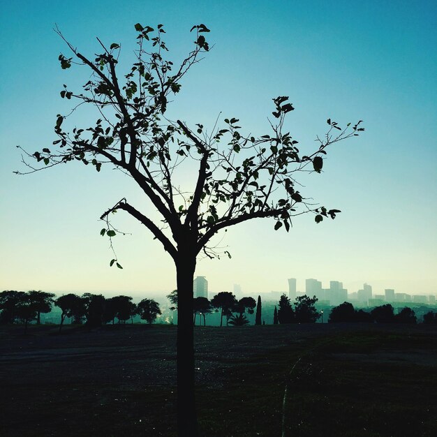 Foto vista a bassa angolazione della silhouette dell'albero contro il cielo