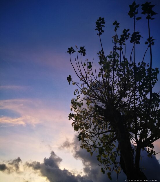 Low angle view of silhouette tree against sky