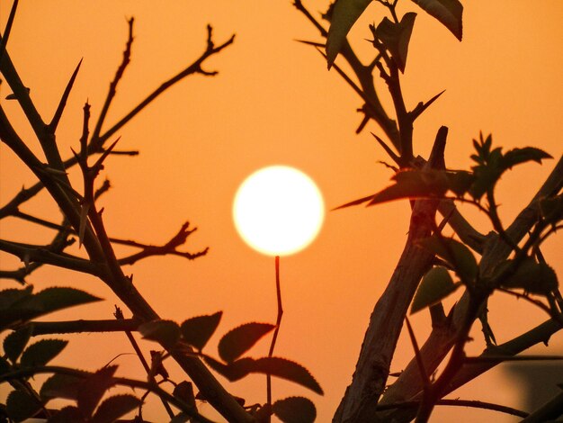 Low angle view of silhouette tree against sunset