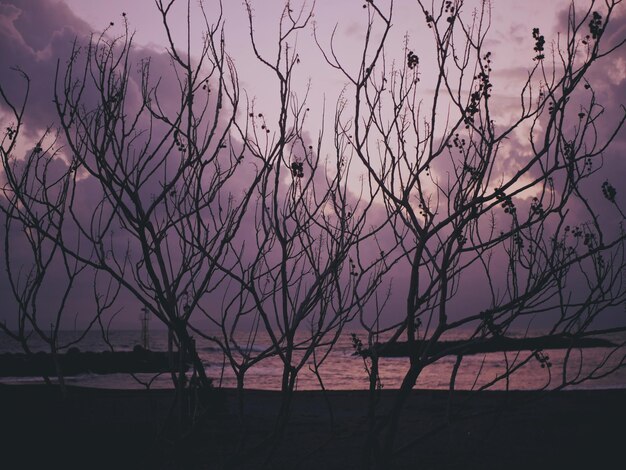 Photo low angle view of silhouette tree branches against sky at sunset