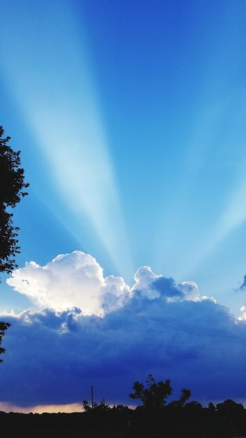 Foto vista a basso angolo di silhouette di alberi contro il cielo blu