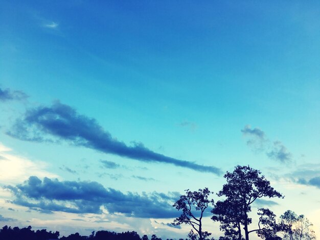 Low angle view of silhouette trees against blue sky