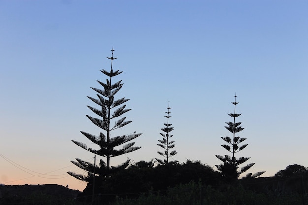 Foto vista a bassa angolazione di alberi a silhouette contro un cielo blu limpido