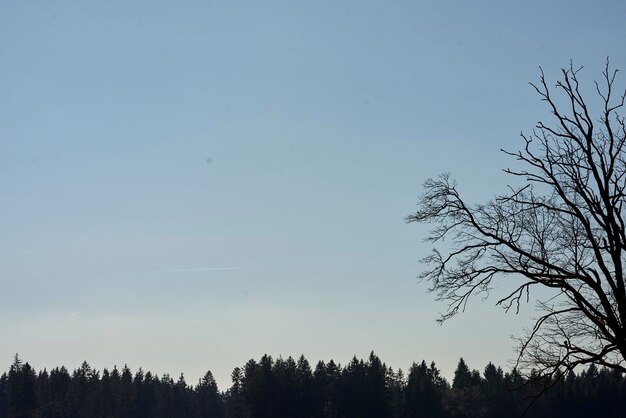 Low angle view of silhouette trees against clear sky