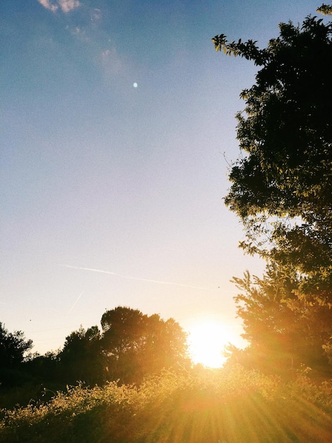 Foto vista a bassa angolazione di alberi a silhouette contro un cielo limpido