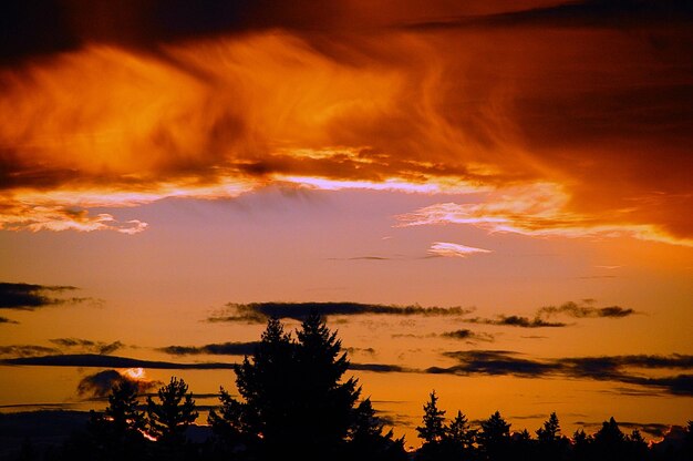 Low angle view of silhouette trees against cloudy sky during sunset