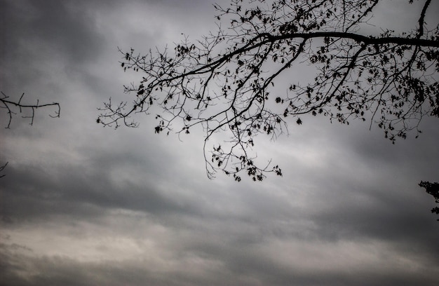 Photo low angle view of silhouette trees against cloudy sky
