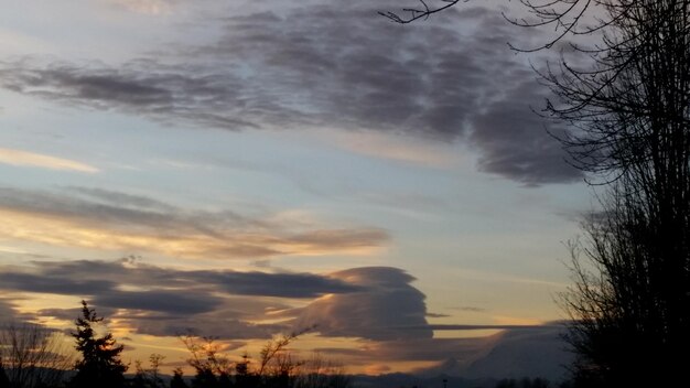 Low angle view of silhouette trees against cloudy sky