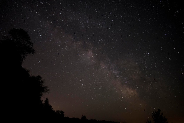 Foto vista a bassa angolazione delle silhouette degli alberi contro la costellazione nel cielo