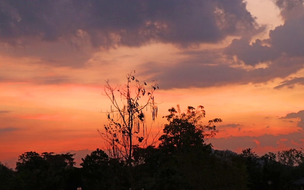 Low angle view of silhouette trees against dramatic sky