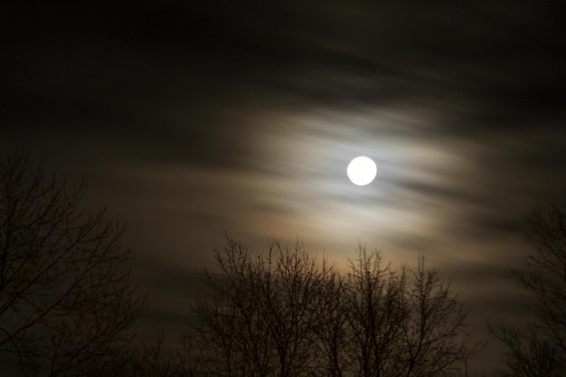 Photo low angle view of silhouette trees against full moon sky